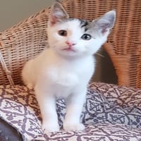 JUNIOR, chat à adopter