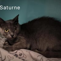 Saturne, chatte à adopter