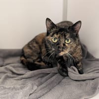 MIMINE, chatte à adopter