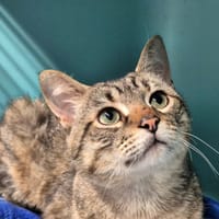 burningman, chat à adopter