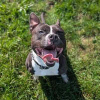 Django, chien à adopter