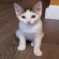 HATHI, chatte à adopter