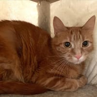 Nalia, chatte à adopter