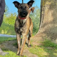 SHADOW dit THOR, chien à adopter