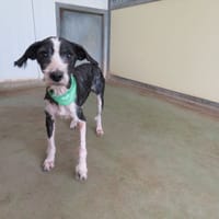 AMIRAL, chien à adopter