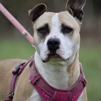 PITA OAA19839, chienne à adopter