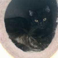 Mylord, chat à adopter