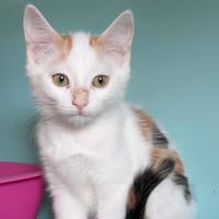Max [Chaton], chatte à adopter