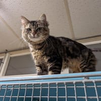 LEE A17120, chat à adopter