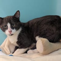 BOOBA, chat à adopter