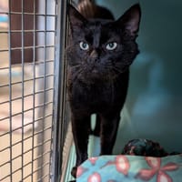 TIRAMISU, chat à adopter