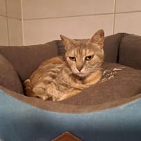 ROSIE, chatte à adopter