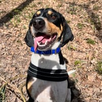 TOM POUCE, chien à adopter