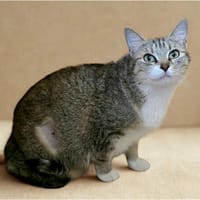 Nikita, chatte à adopter