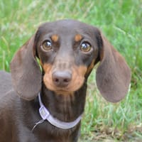 USPENA CHAO, chienne à adopter