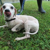 Bonux, chien à adopter