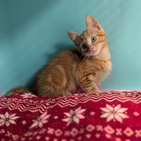 ALFONSE, chat à adopter