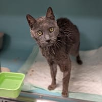 GRISOU, chat à adopter