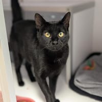 JOY, chatte à adopter