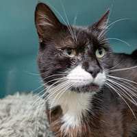 UNSER A17121, chat à adopter