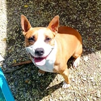 Boulette, chienne à adopter