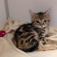 ONYX, chat à adopter