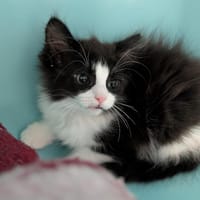 TRUFFIE, chatte à adopter