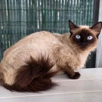 Zelda, chatte à adopter