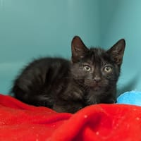 KRILIN, chat à adopter