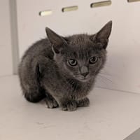 CRYSTAL, chatte à adopter