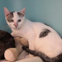 GUIZMO, chat à adopter