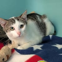 VITAA, chatte à adopter