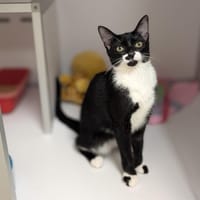 BIANCA, chatte à adopter