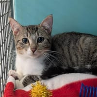 DIAM'S, chatte à adopter