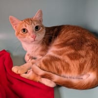 Angelo, chat à adopter