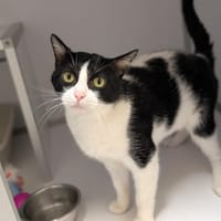 FIOCCO, chat à adopter