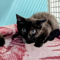 WITCH, chatte à adopter