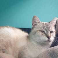 LALALAND QCT, chatte à adopter