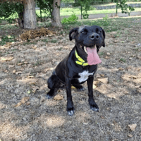 VELVET, chienne à adopter