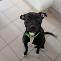 ALPHA, chien à adopter
