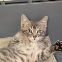 Loupiau [Chaton], chat à adopter