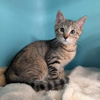 JUNE, chatte à adopter