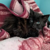 FLUFFY, chat à adopter