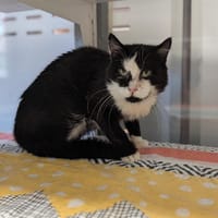 Fantasio, chat à adopter