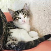 AZIA, chatte à adopter