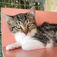 AEL, chatte à adopter