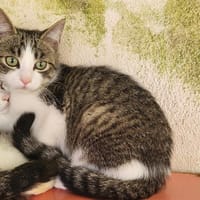 ALTO, chat à adopter