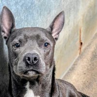 ENZO, chien à adopter