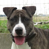 PUCCI, chienne à adopter