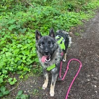 vasco paa22911, chien à adopter
